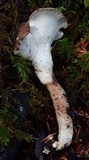 Jahnoporus hirtus image