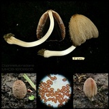 Coprinellus radians image