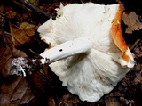 Leucopaxillus gracillimus image