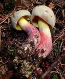 Caloboletus rubripes image
