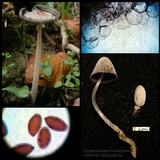 Coprinopsis tuberosa image