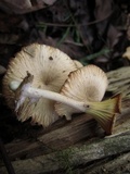 Chrysomphalina strombodes image