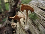 Chrysomphalina strombodes image