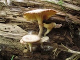 Chrysomphalina strombodes image