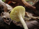 Cuphophyllus virgineus image