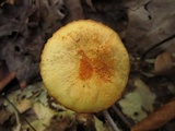 Marasmius strictipes image
