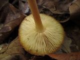 Marasmius strictipes image