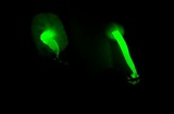 Mycena fulgoris image
