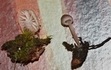 Mycena fulgoris image