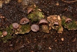 Mycena nebula image