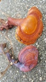 Ganoderma meredithiae image