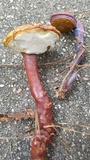Ganoderma meredithiae image
