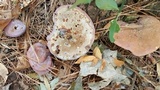 Ganoderma meredithiae image