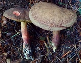 Xerocomellus diffractus image