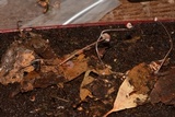 Mycena luxfoliicola image