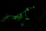 Mycena luxfoliicola image