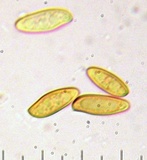 Xerocomellus diffractus image
