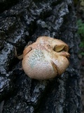 Gymnopilus braendlei image