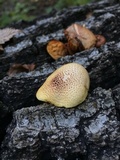 Gymnopilus braendlei image
