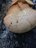 Gymnopilus braendlei image