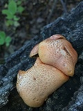 Gymnopilus braendlei image