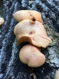 Gymnopilus braendlei image