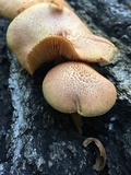 Gymnopilus braendlei image