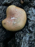 Gymnopilus braendlei image