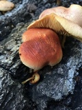 Gymnopilus braendlei image