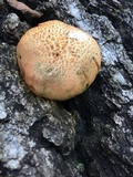 Gymnopilus braendlei image