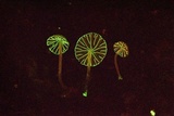 Mycena globulispora image