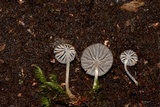 Mycena globulispora image