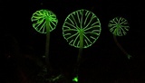 Mycena globulispora image