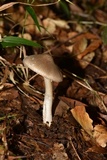 Amanita arocheae image