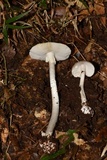 Amanita arocheae image