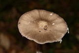 Amanita arocheae image