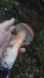 Boletus fibrillosus image