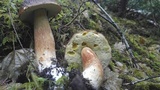 Boletus fibrillosus image