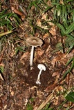 Amanita arocheae image