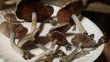 Stropharia aeruginosa image