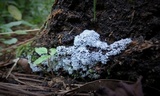 Ceratiomyxa fruticulosa var. fruticulosa image