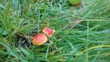 Hygrocybe miniata image
