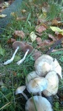 Stropharia pseudocyanea image