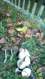 Stropharia pseudocyanea image