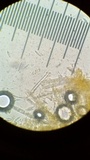 Dicephalospora rufocornea image