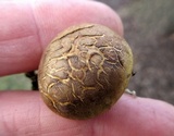 Scleroderma areolatum image