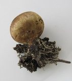 Scleroderma areolatum image