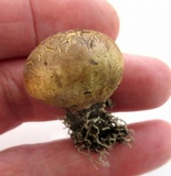 Scleroderma areolatum image