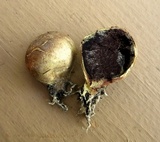 Scleroderma areolatum image
