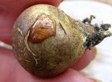 Scleroderma areolatum image